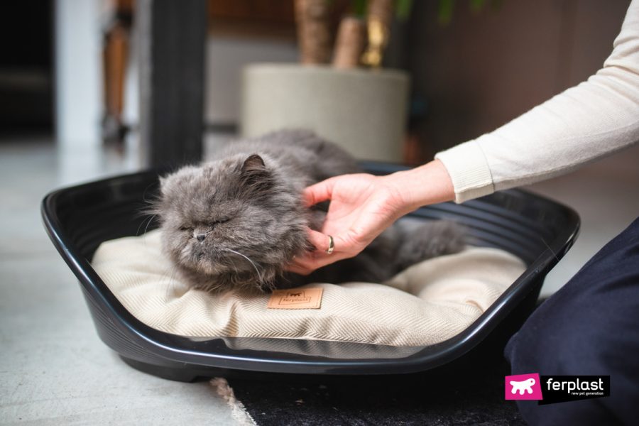 Cat Sleep Why Are Cats So Sleepy?