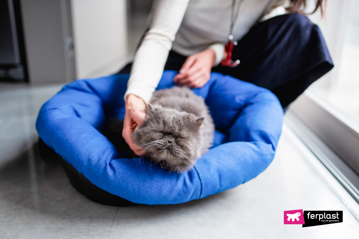 Gatto con la febbre durante le coccole