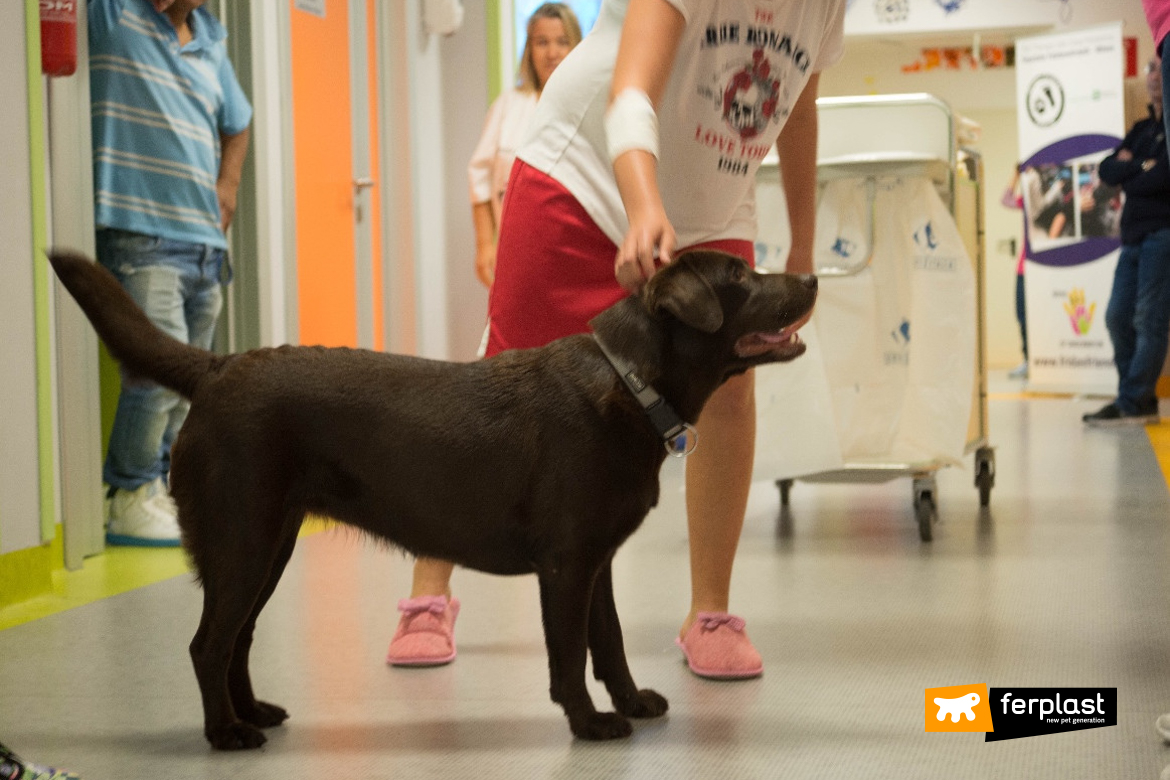 Cane in corsia per la pet therapy