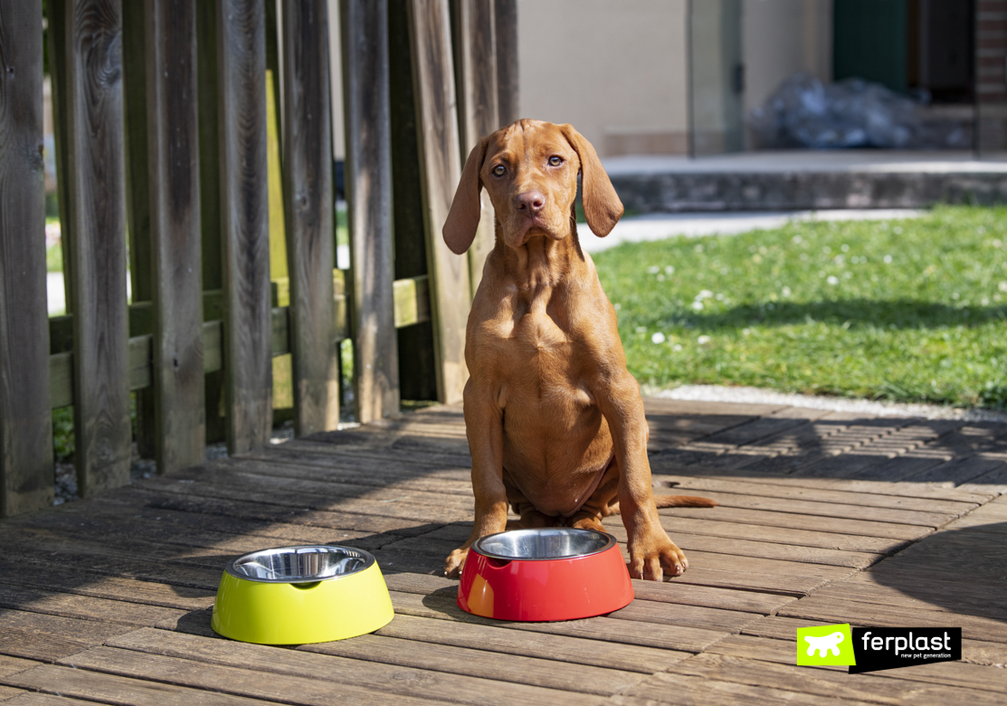 Frida, cucciolo di bracco, mangia dalla ciotola Jolie di Ferplast