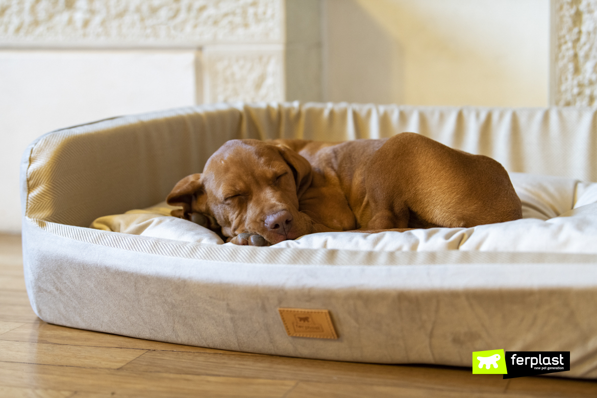 Frida, cucciolo di Bracco, dorme nella cuccia Harris di Ferplast