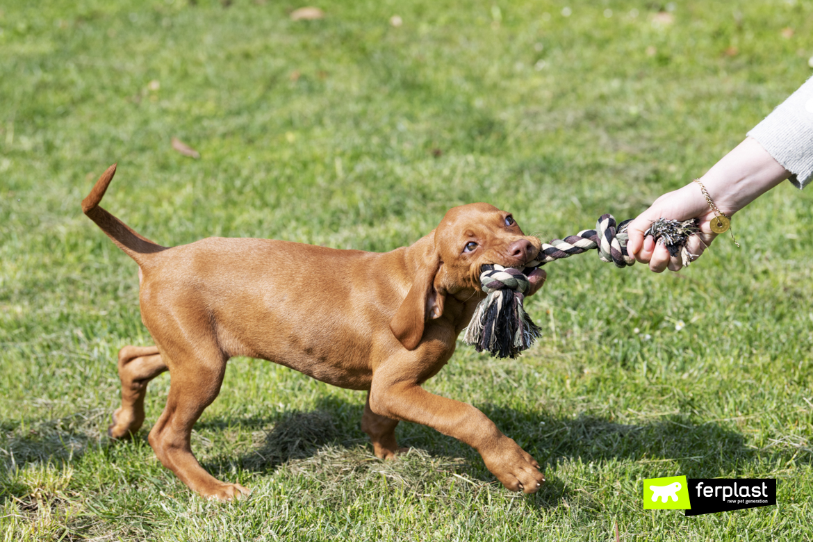 Cucciolo di bracco gioca con gioco Ferplast