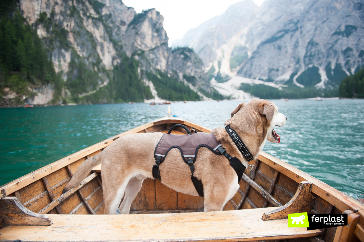 Cane indossa la pettorina Ergotrekking di Ferplast