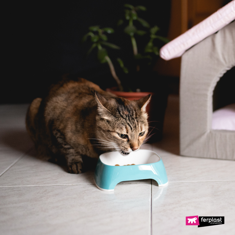 Cat eats his favorite food from bowl