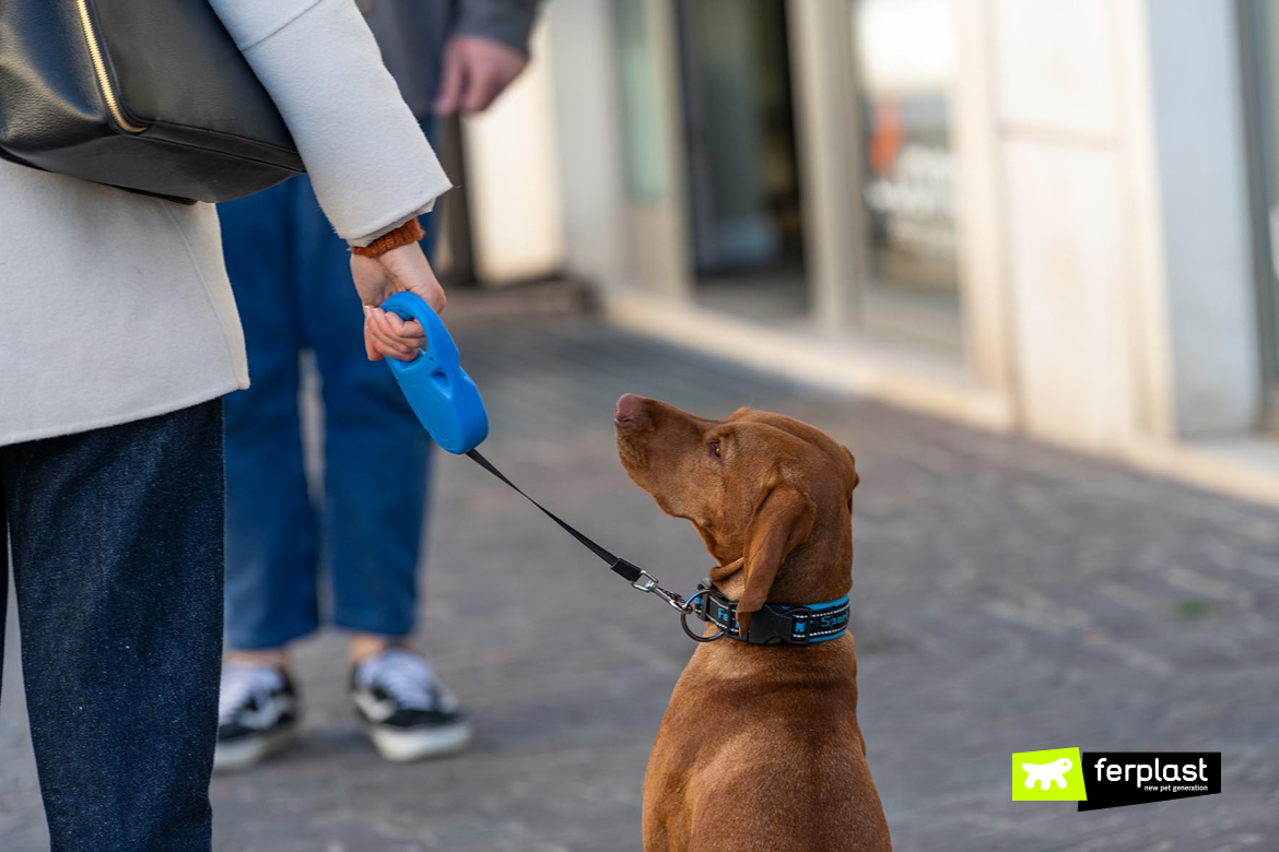 Chien en ville avec laisse rétractable Flippy One de Ferplast