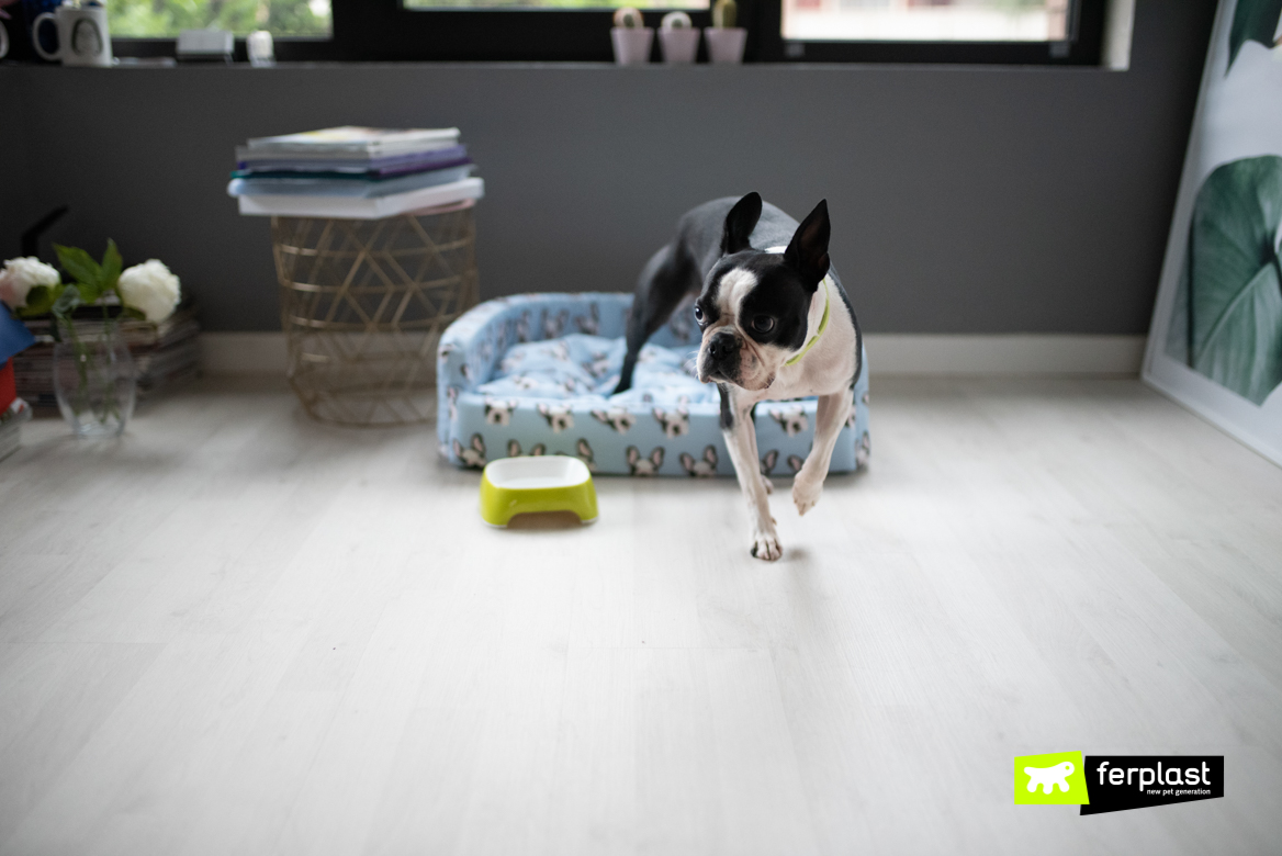 Dog moves away from the bowl