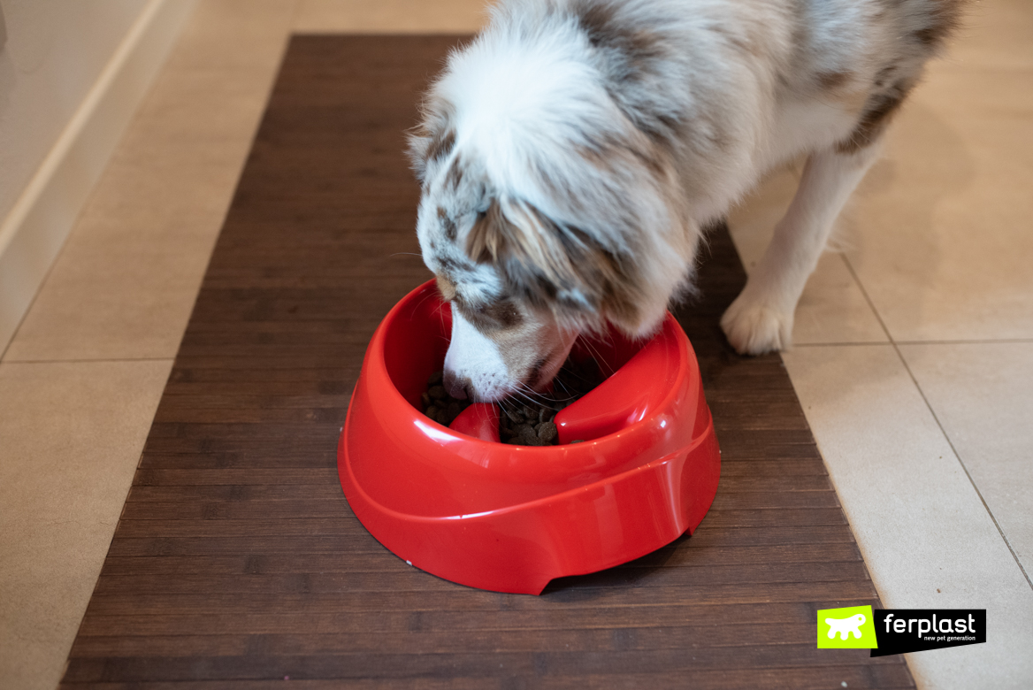Dog's eating from Ferplast bowl