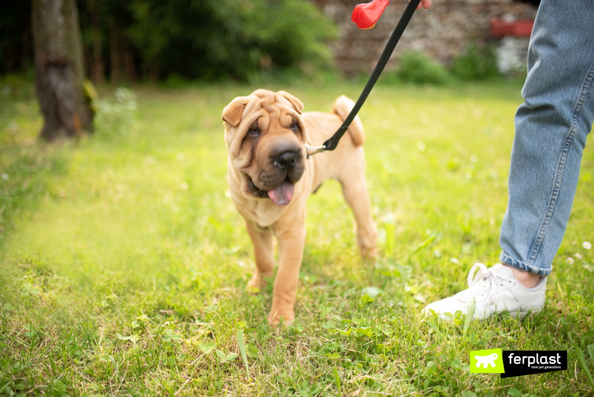 Dog on leash during the walking