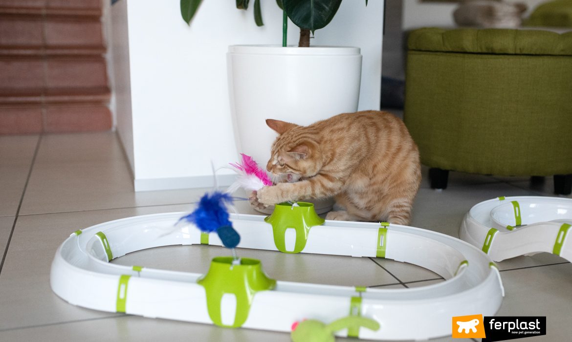 Кошка играет с игрой Ферпласт