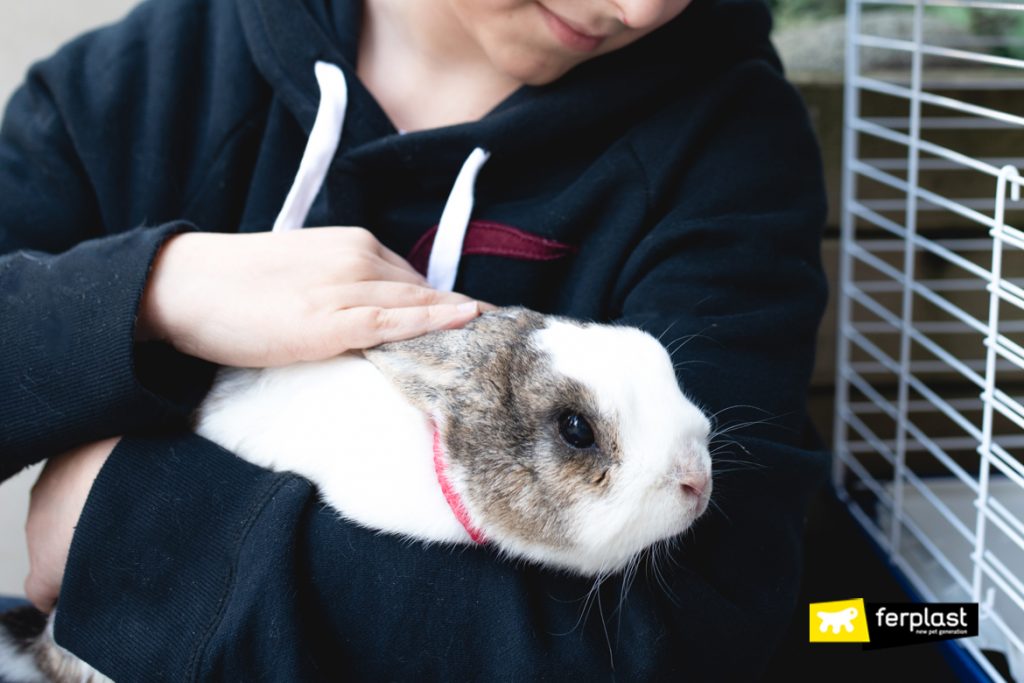 Why Does The Rabbit Always Move The Nose?