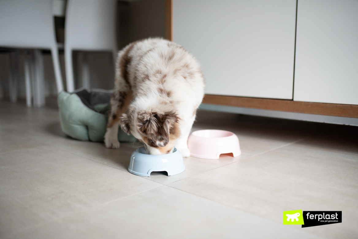 Cane mentre mangia dalla ciotola di Ferplast