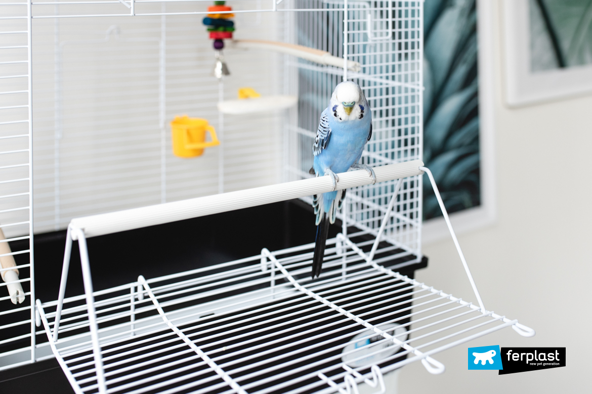 Blue parakeet in Ferplast cage