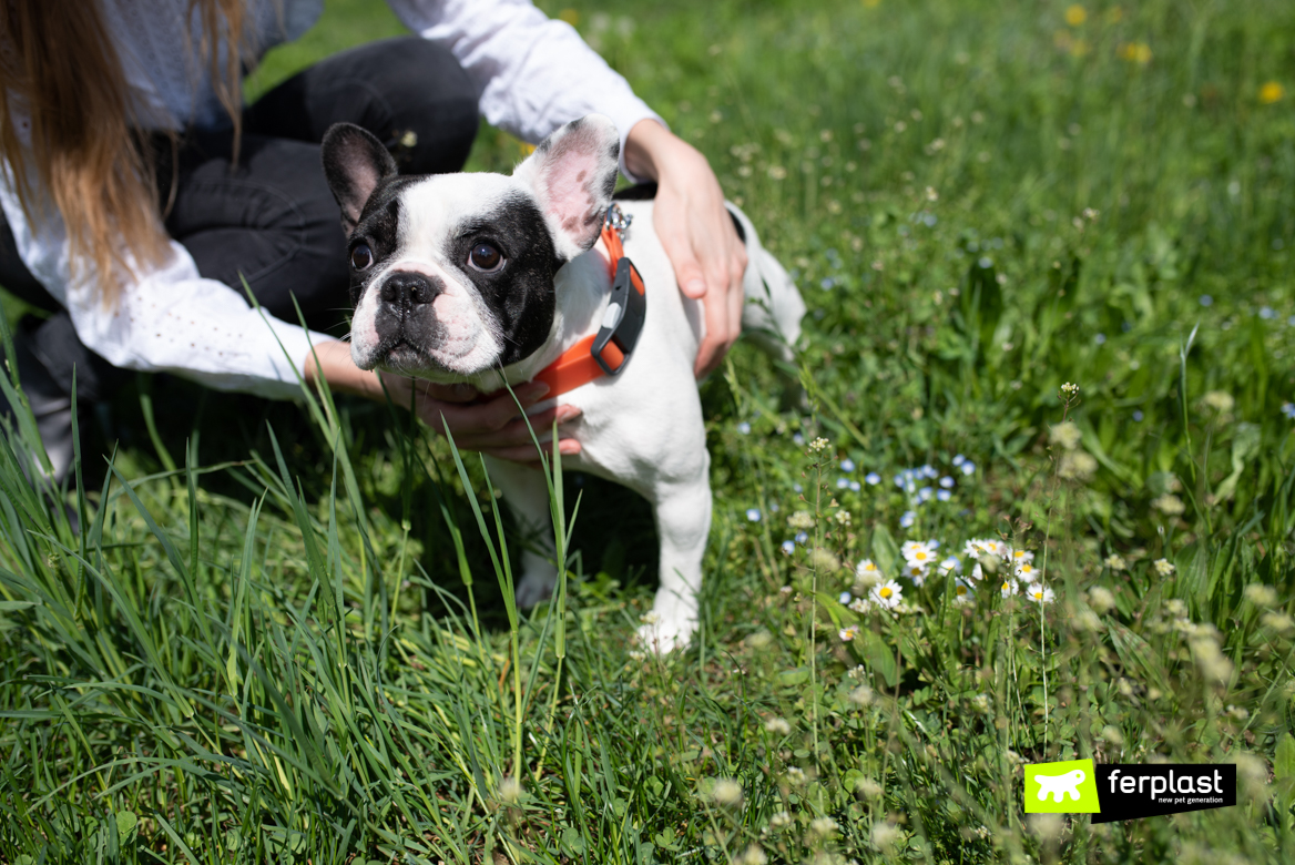 Cane sul prato