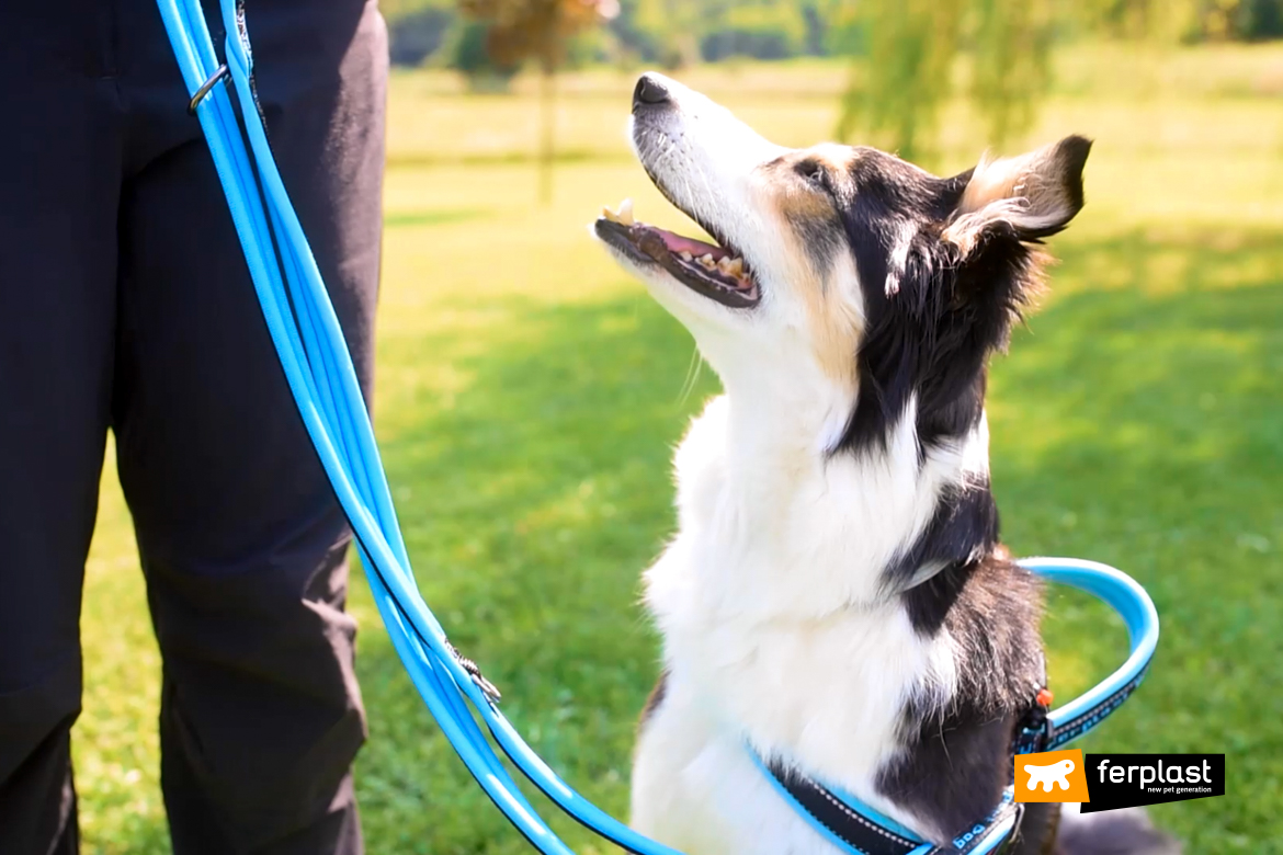 Cane al guinzaglio Ferplast