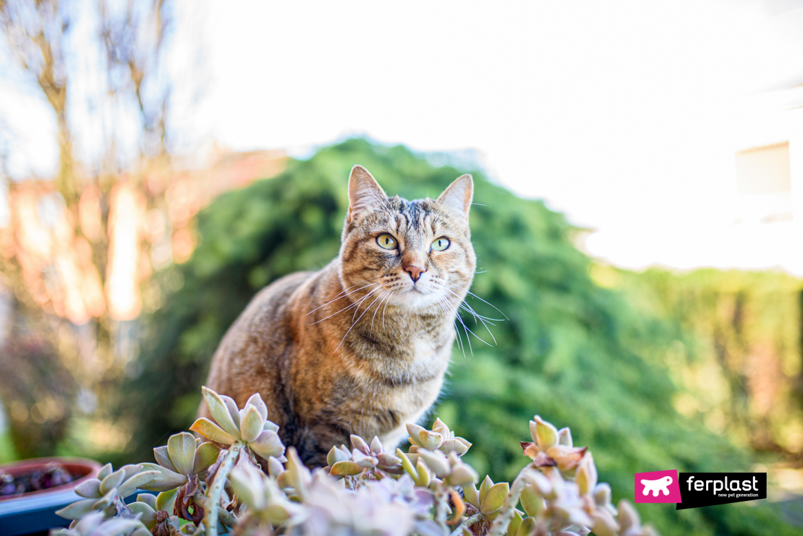 Gato de raça mestiça na natureza