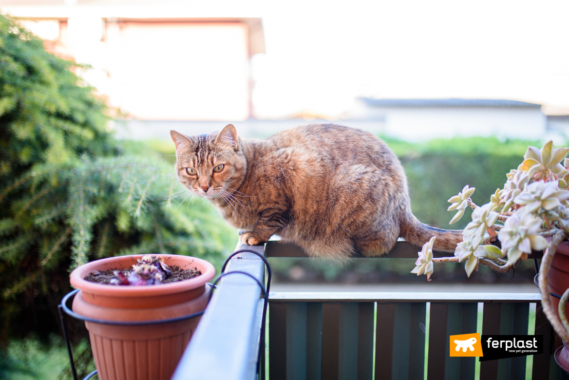 Gatto sul balcone