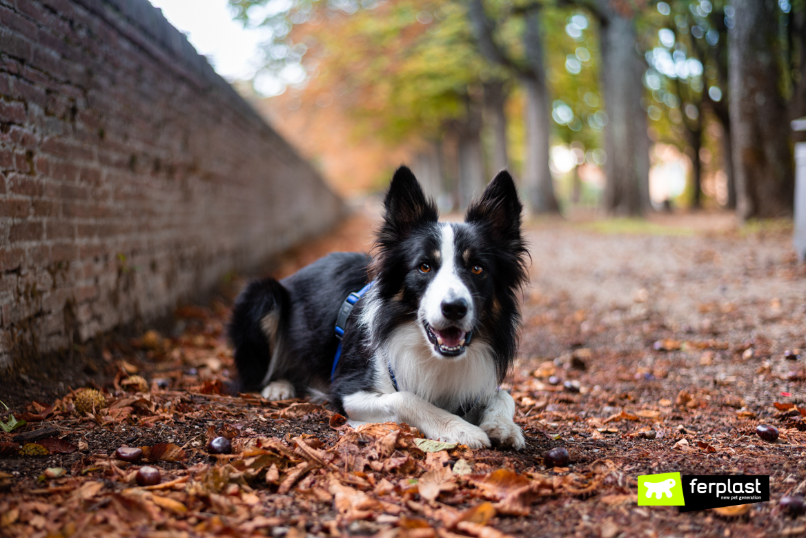 Border Collie, um dos cães mais doces