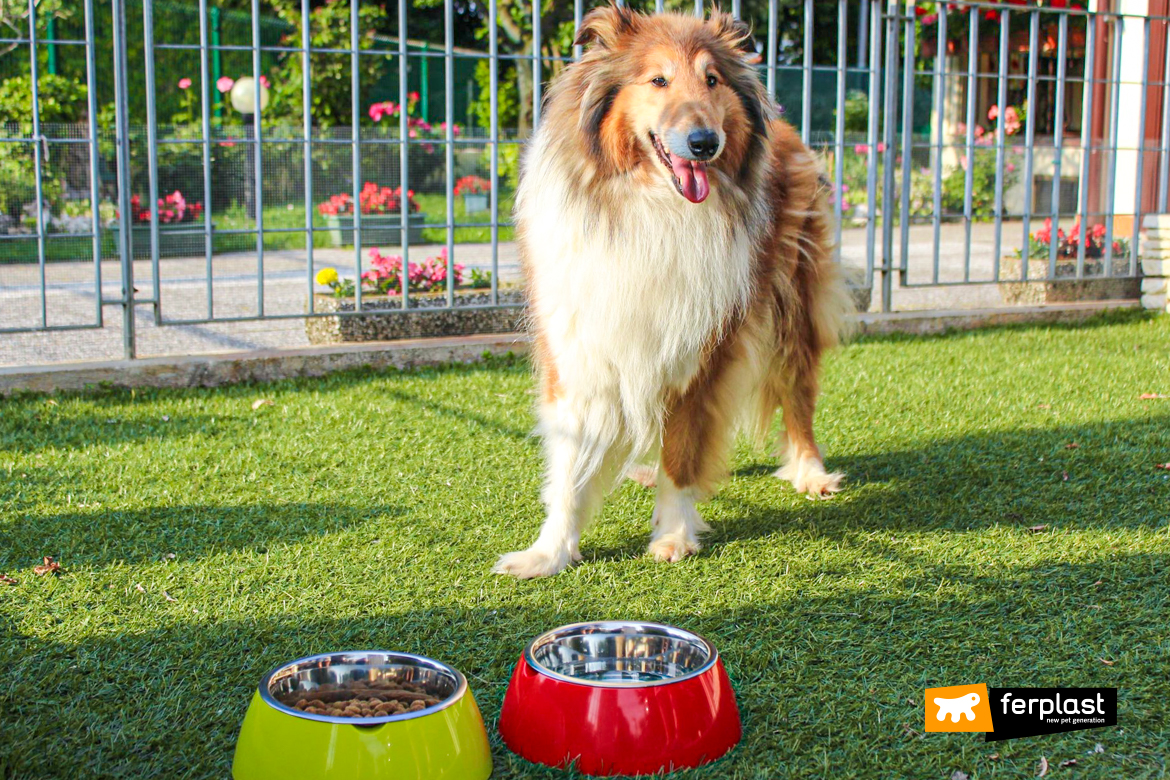 Cane davanti a ciotole Ferplast per cibo e acqua