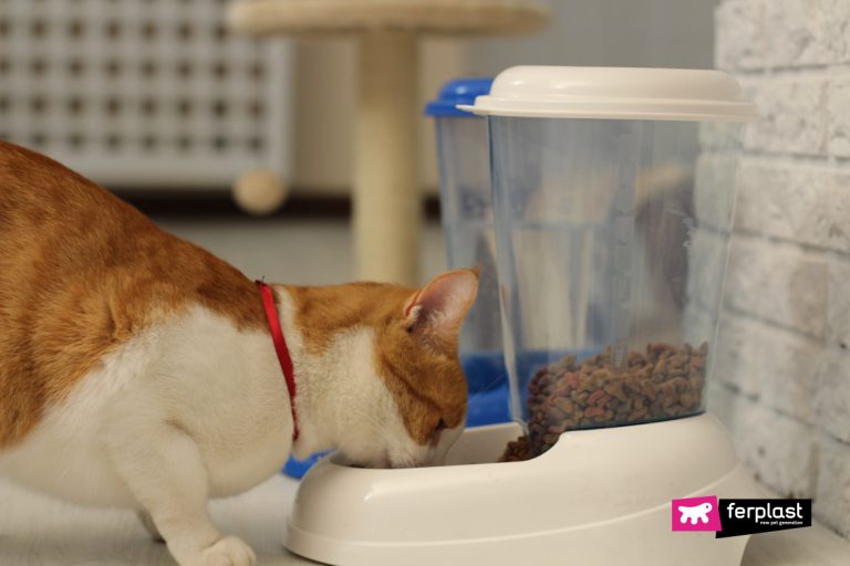 What Is Your Cat's Favorite Food? Prepare It For Christmas