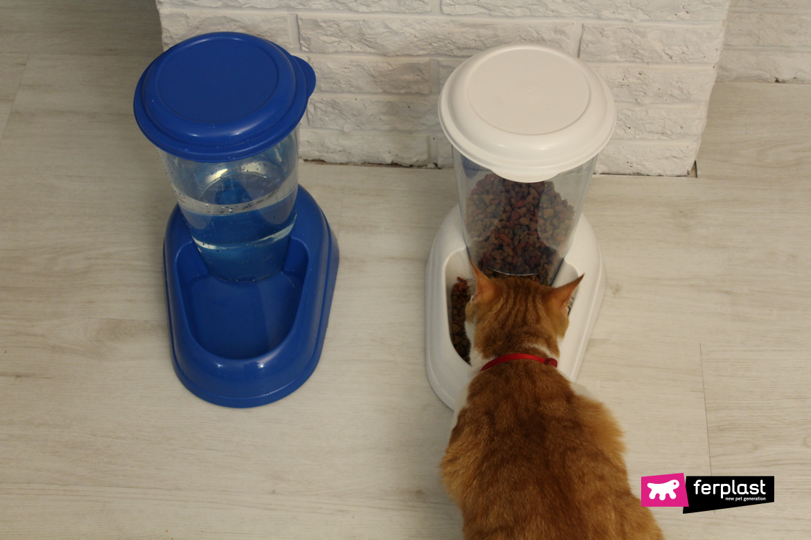 Cat alone eats and drinks from Ferplast dispensers