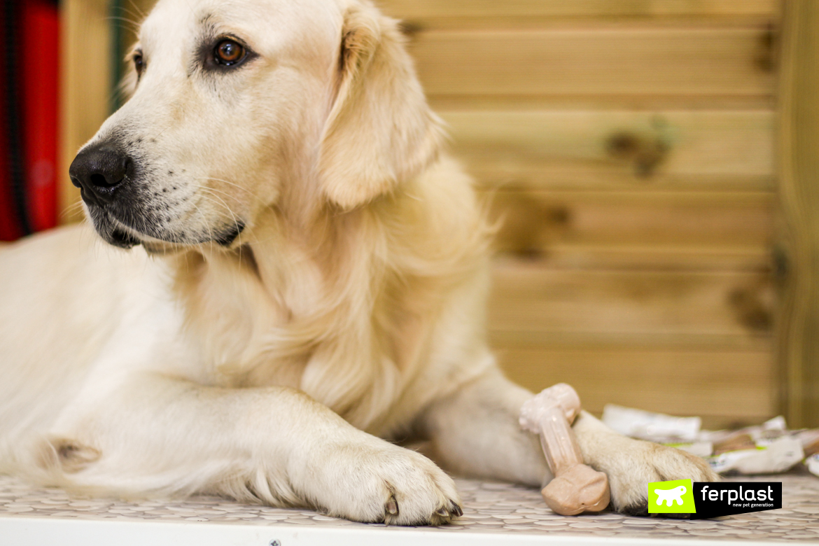 Golden Retriever adulto entre os cães mais doces