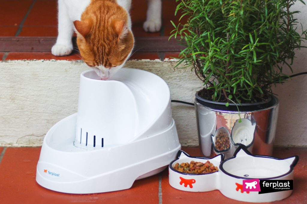 What Is Your Cat's Favorite Food? Prepare It For Christmas