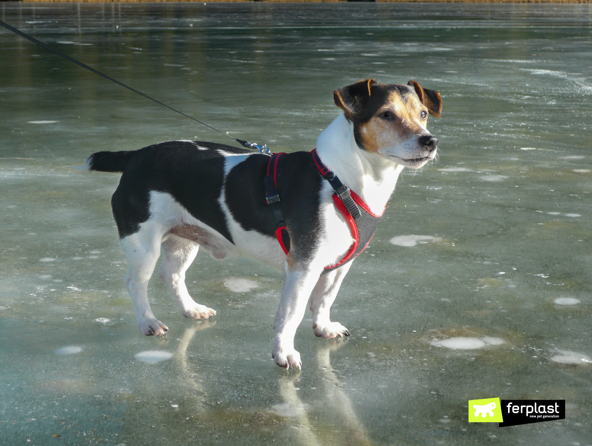 cane su ghiaccio con pettorina rossa Ferplast