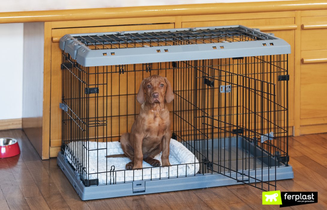 Cucciolo nel Dog Crate Superior di Ferplast