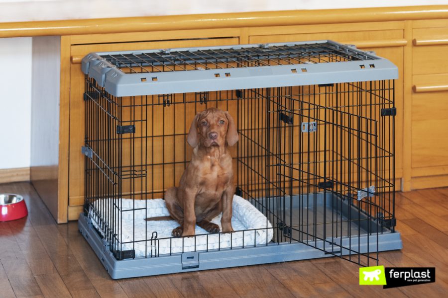 Cucciolo nel Dog Crate Superior di Ferplast