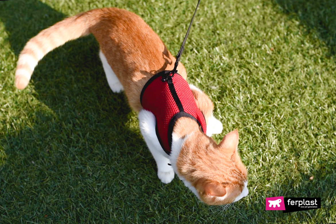 Gatto a passeggio con pettorina Nikita