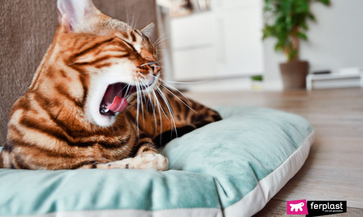 Gatto sbadiglia mentre riposa su cuscino Ferplast