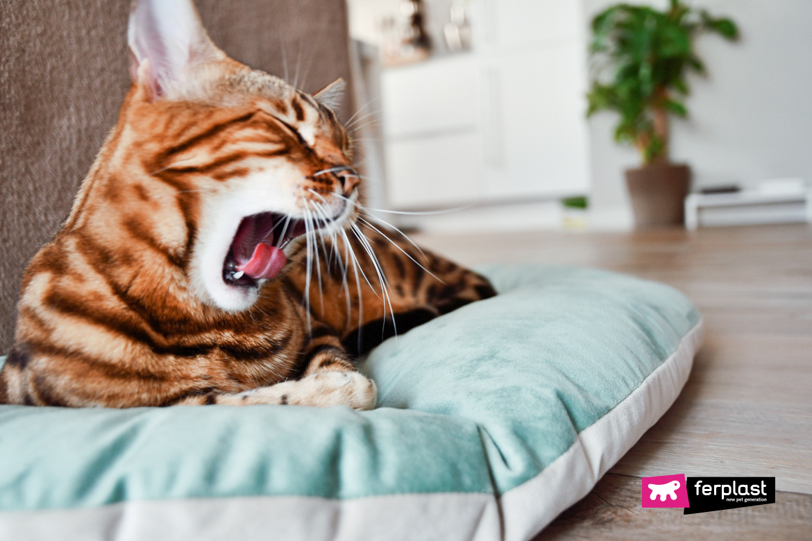 O gato boceja enquanto descansa sobre a almofada Ferplast