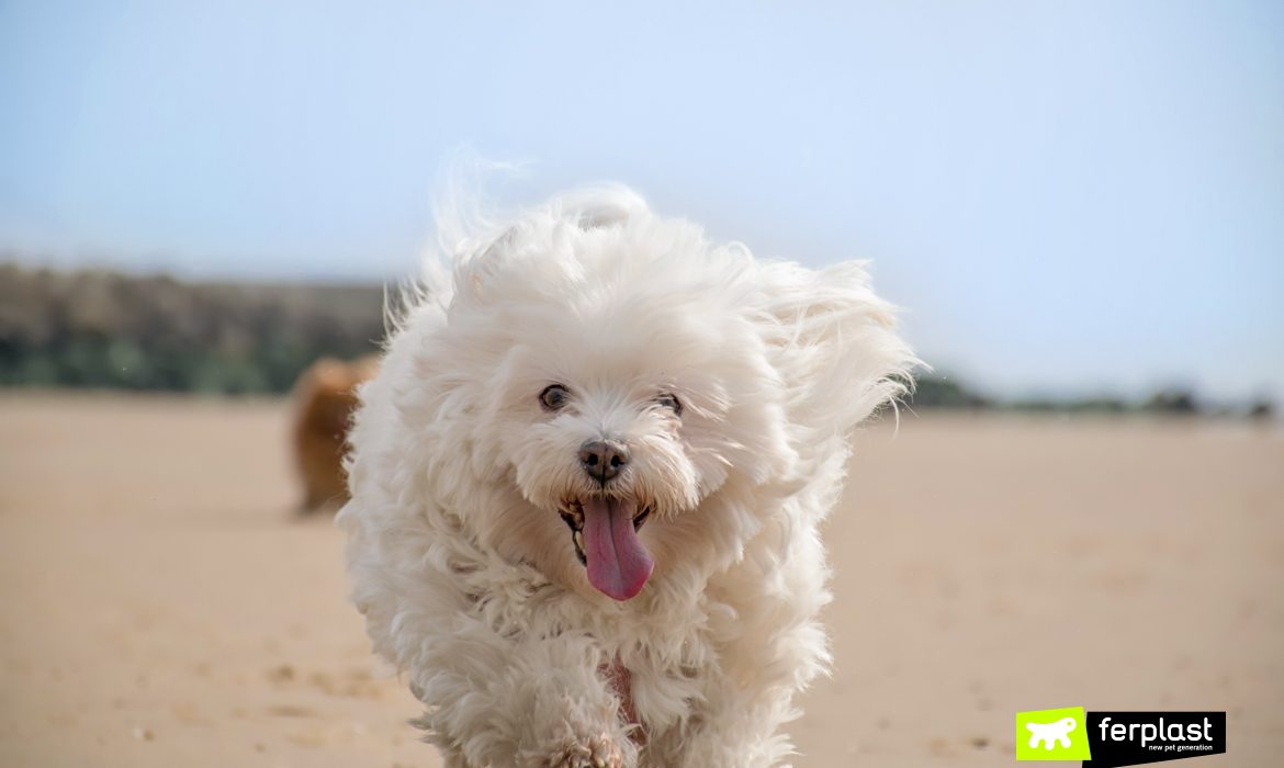 Cane bianco corre sulla spiaggia in estate