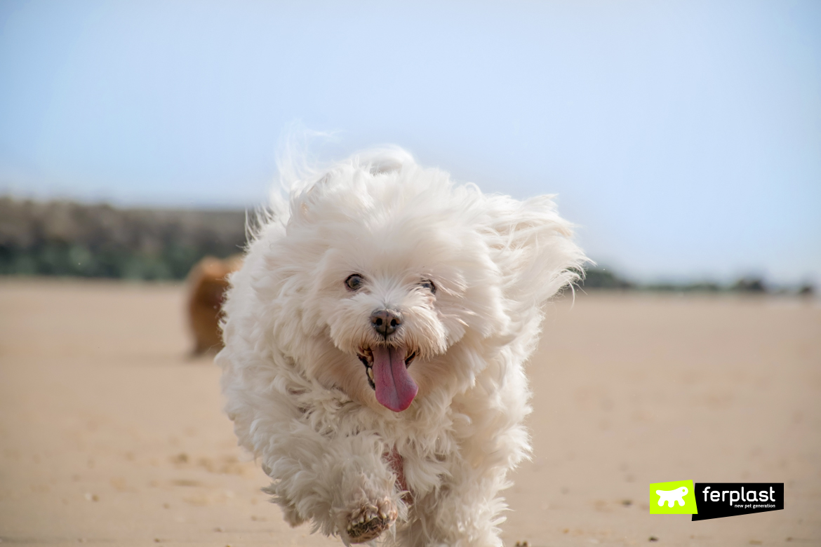 Cane bianco corre sulla spiaggia in estate