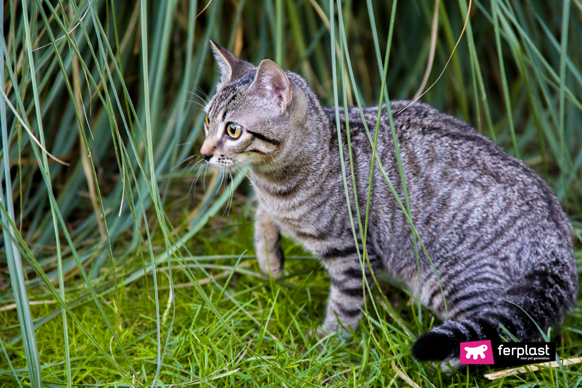 Pourquoi Le Chat Est Il Obsede Par Les Lezards Love Ferplast