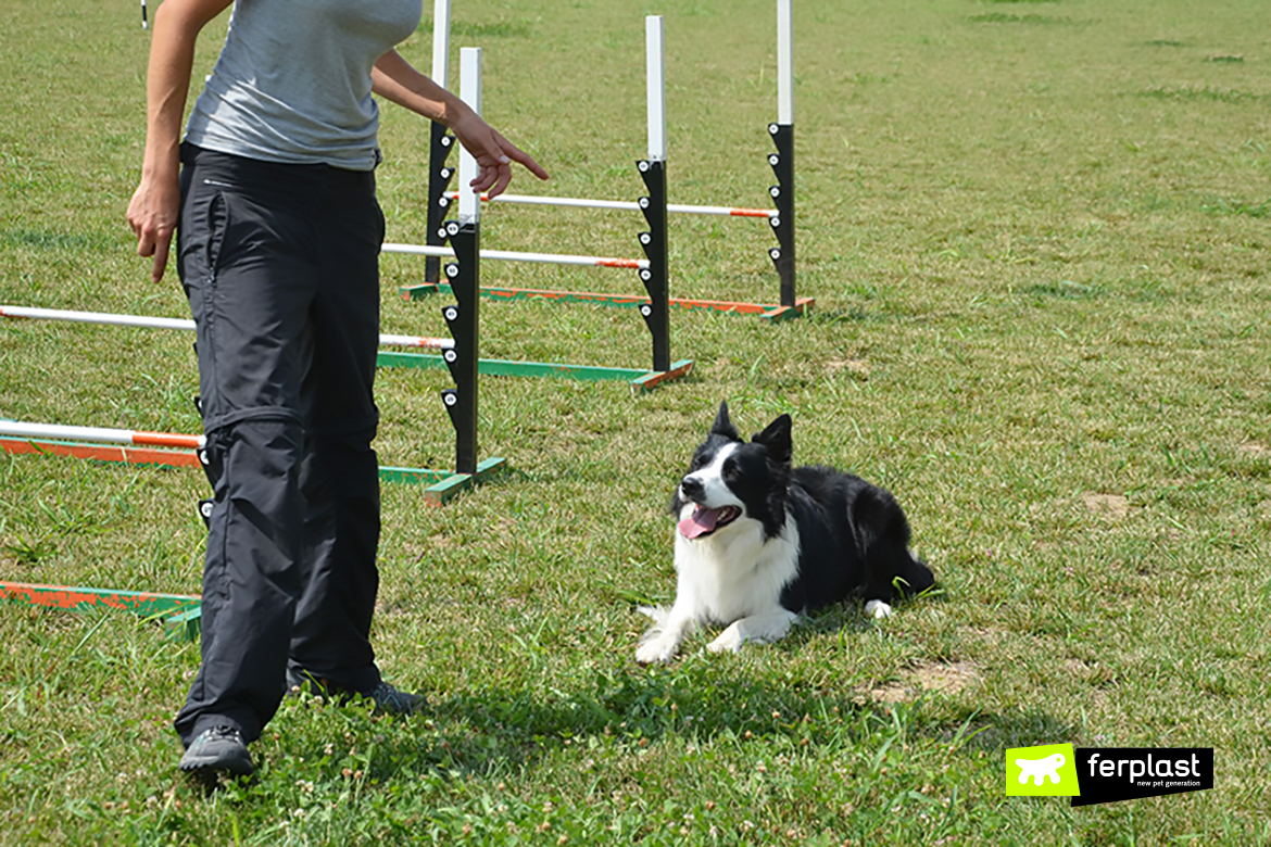 Educador com cão invejoso e protetor