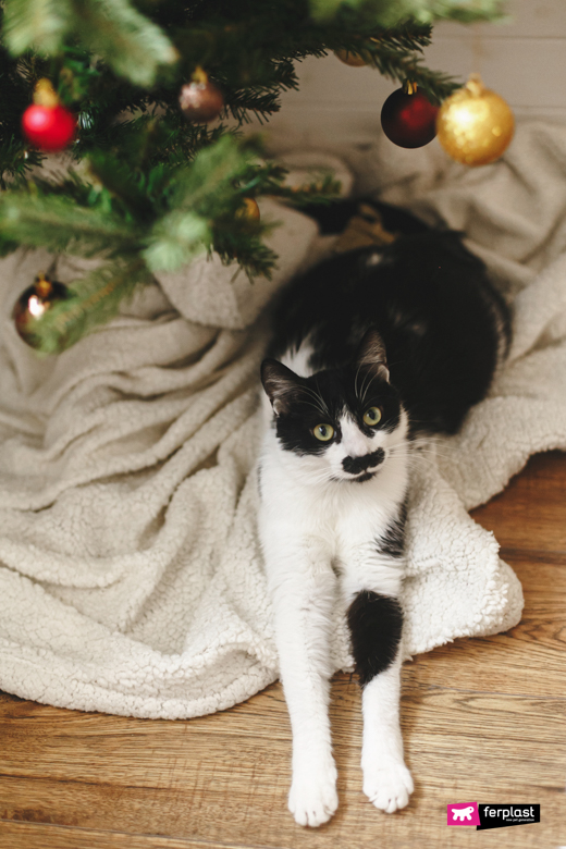 Black and white cat under the Christmas tree