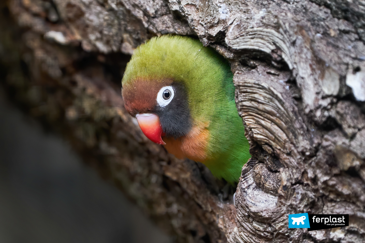 Pappagallo inseparabile da solo su un albero