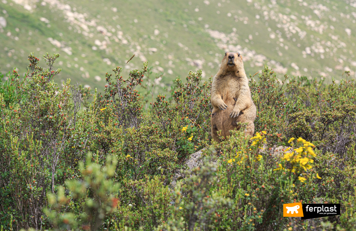 Marmota, entre os animais em hibernação