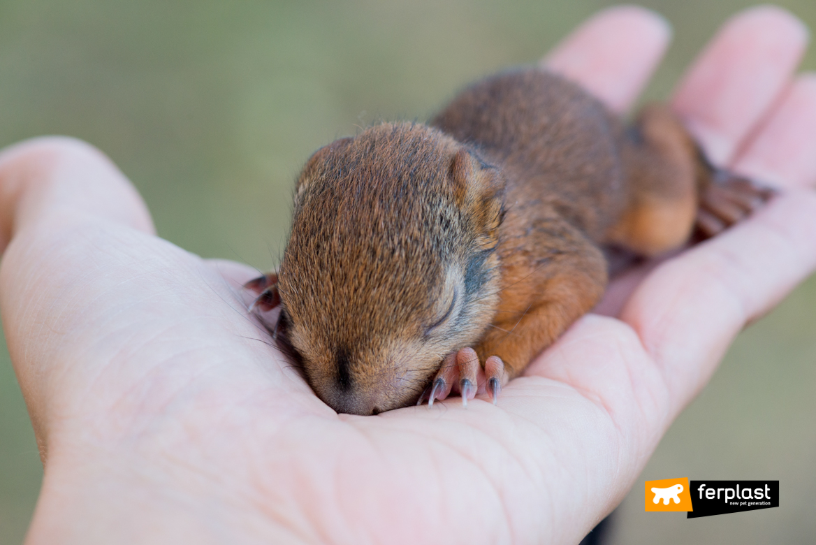 Pequeno animal hibernante dorme em uma mão