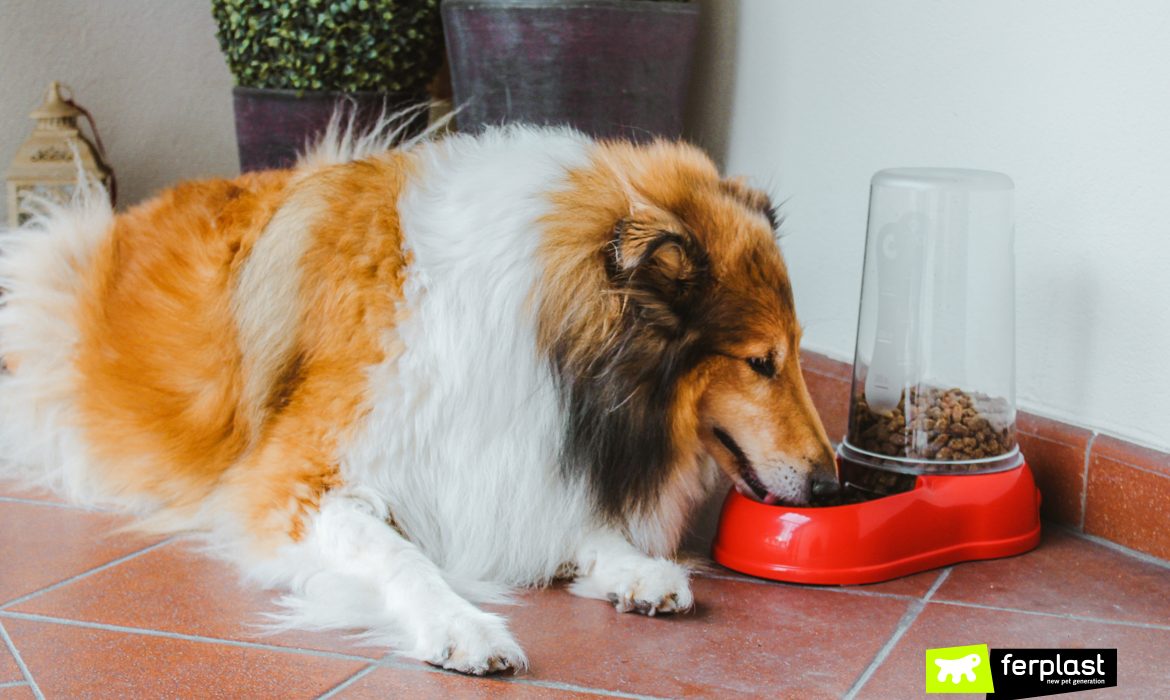 Собака ест из диспенсера для еды и воды от Ferplast
