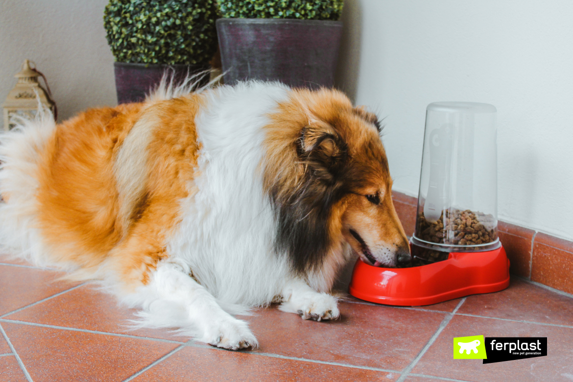 Собака ест из диспенсера для еды и воды от Ferplast