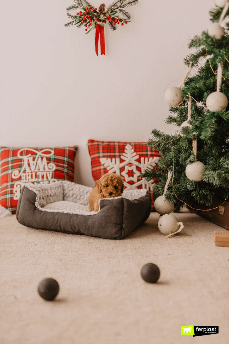 Brown poodle dog with Ferplast bed