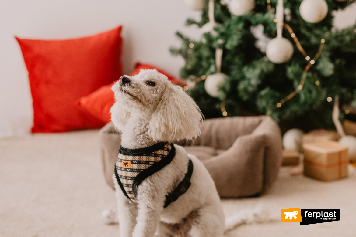 White dog with Ferplast harness