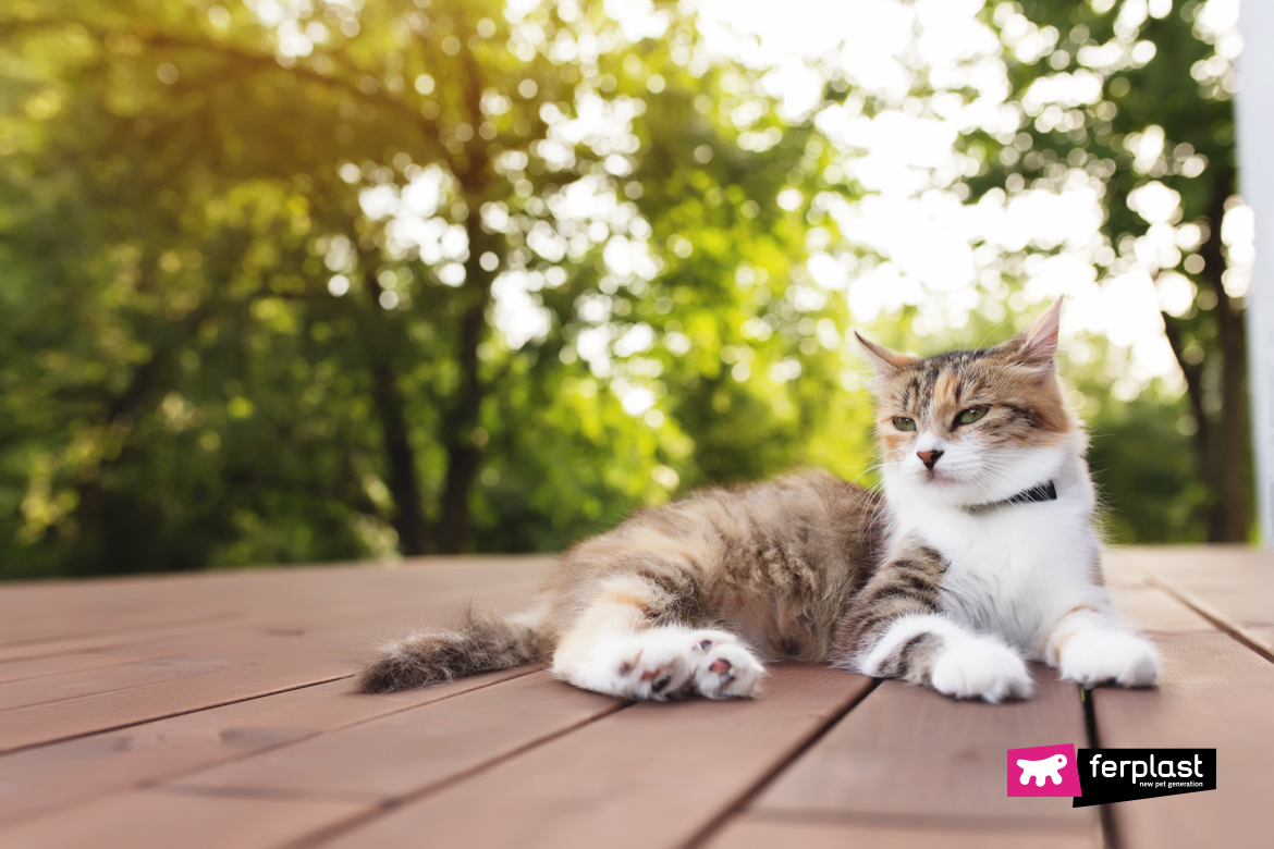 Cat with microchip on the roof