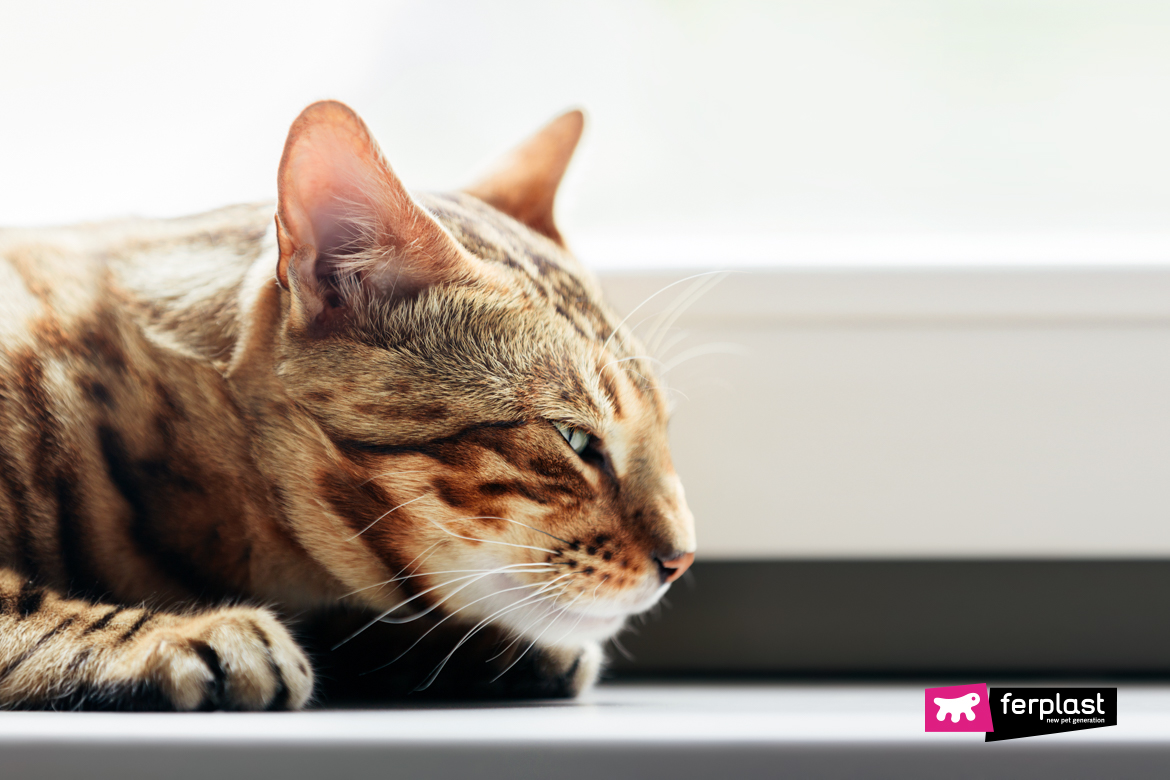 Gatto annusa per terra e sente odore di candeggina