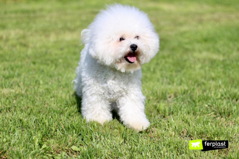 Dog Breeds That Enjoy Hot Weather