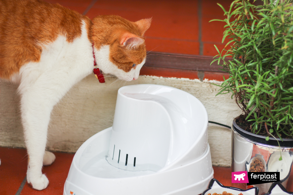 Le chat boit à la fontaine Vega de Ferplast