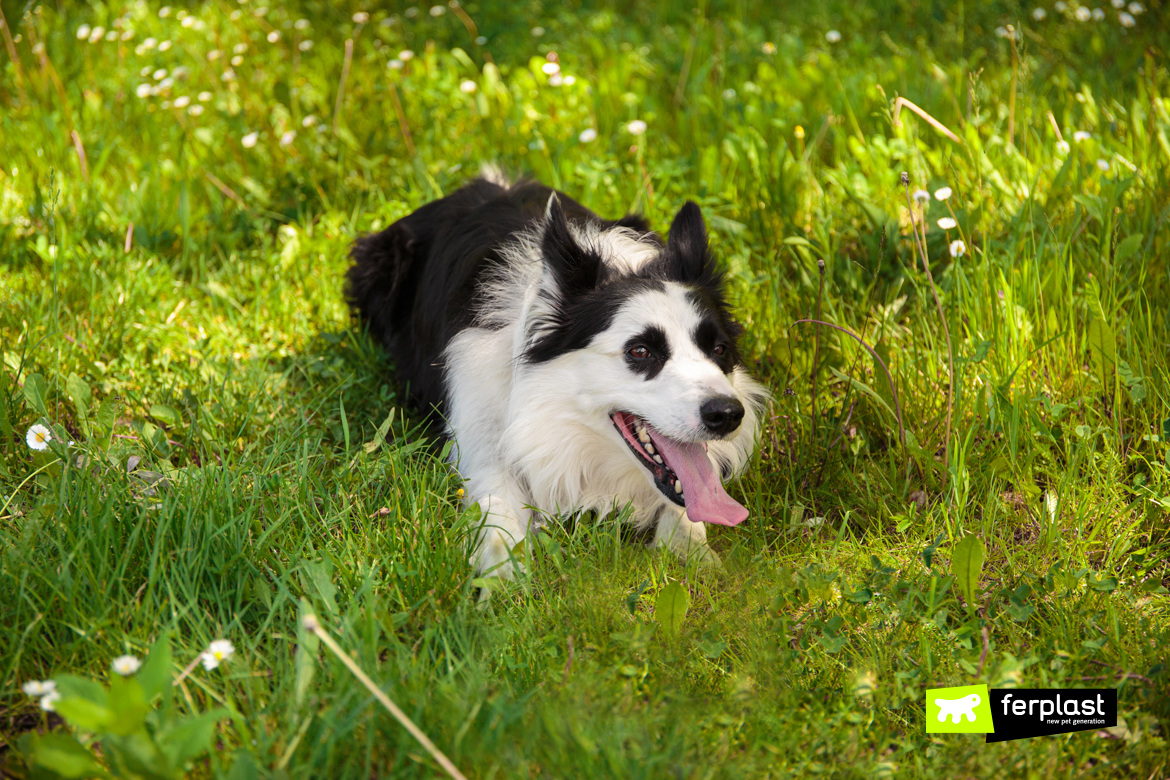 Chien sur l'herbe