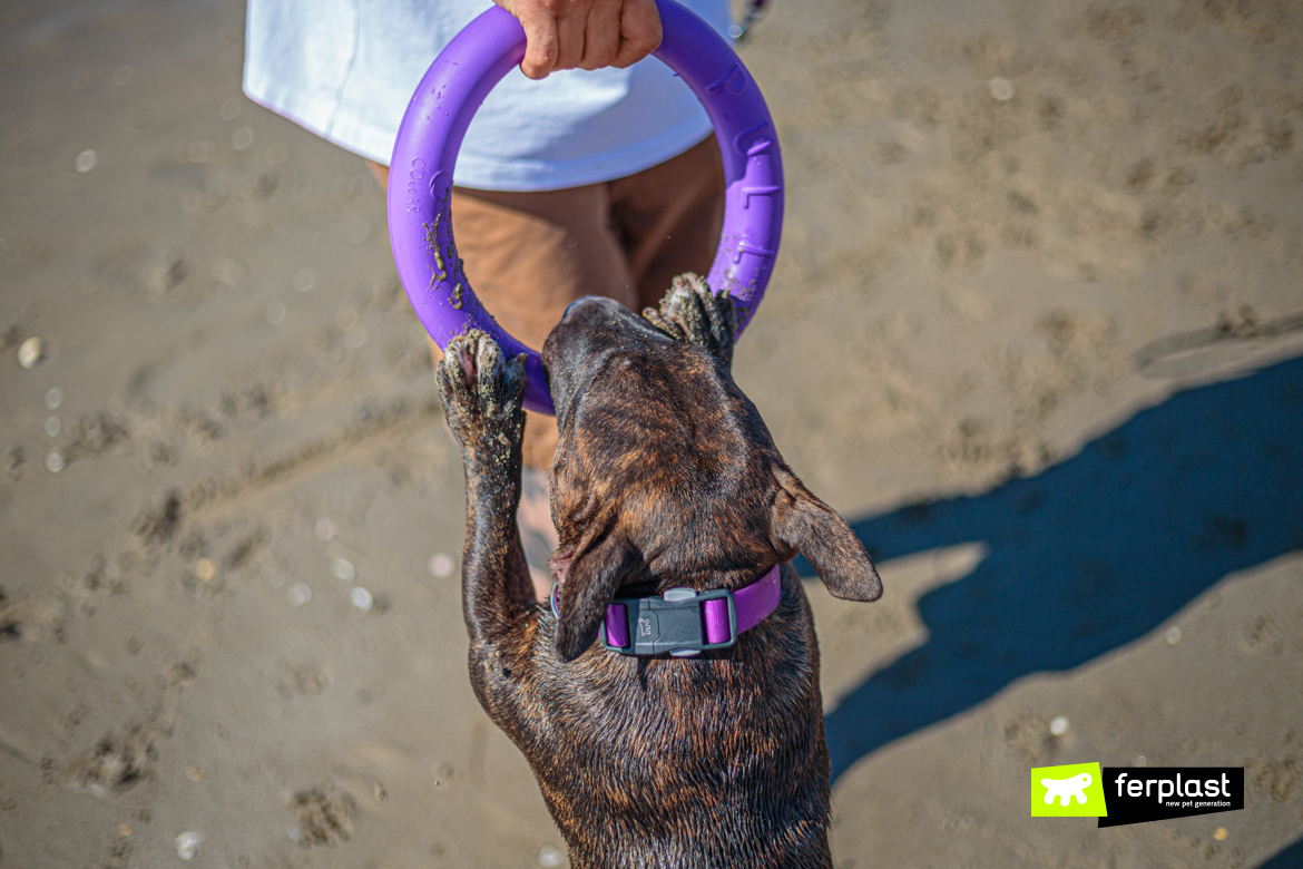 Собака играет на пляже с Puller от Ferplast